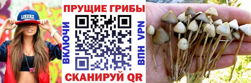 купить наркотик  Арск  Псилоцибиновые грибы ЛСД 